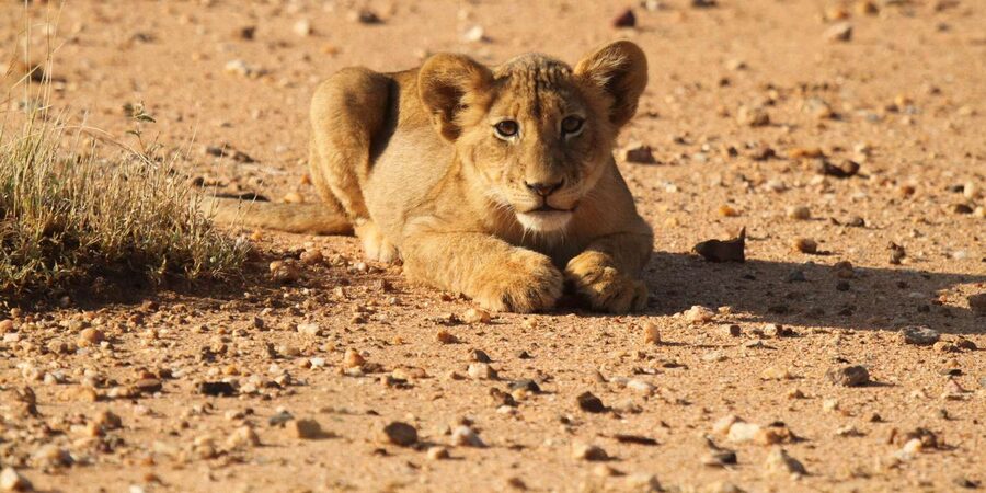 Kruger Park Full Day Safari From Hoedspruit - What the $67 price really covers