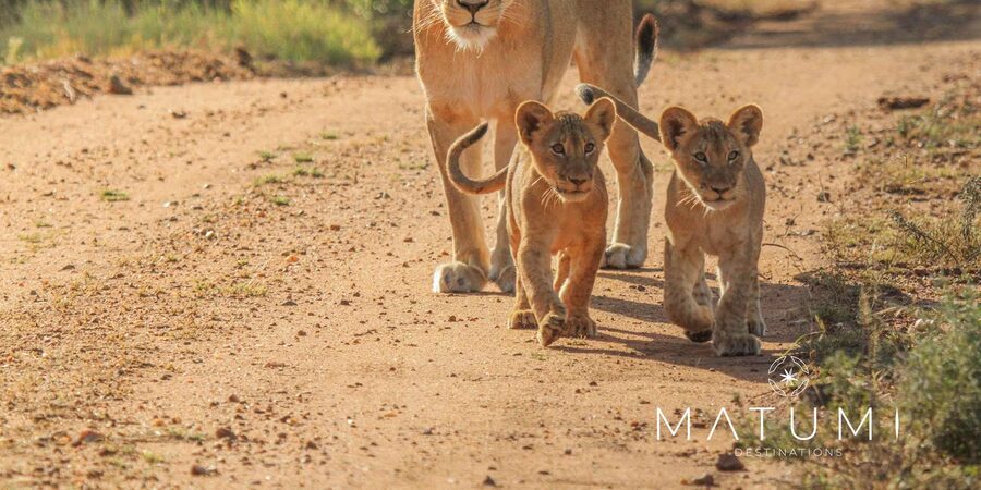 Kruger Park Full Day Safari From Hoedspruit - Who will enjoy this safari most