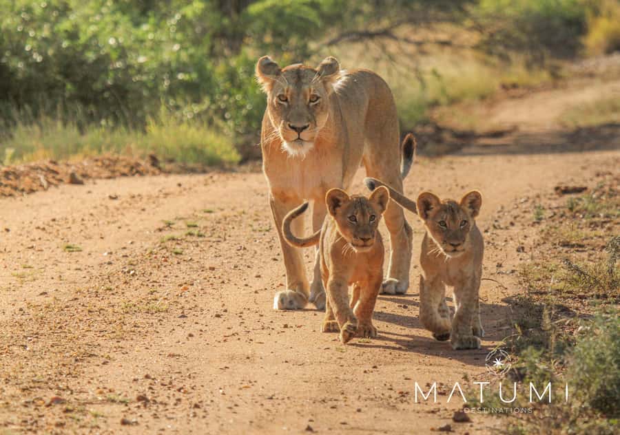 Kruger Park Full Day Safari From Hoedspruit - Starting at the Rhino Convention Centre