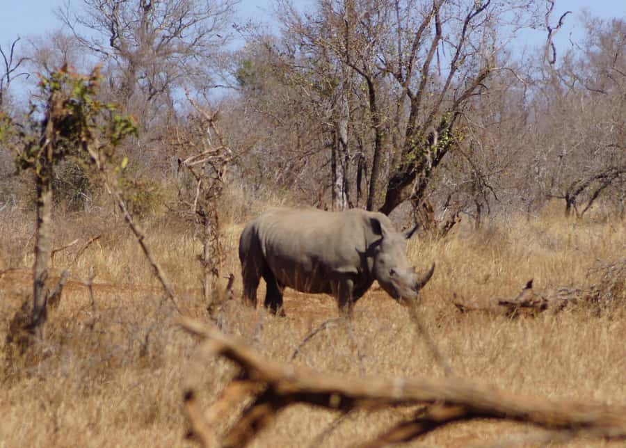 Kruger Park Safari from Maputo - Switching to an open-backed safari vehicle