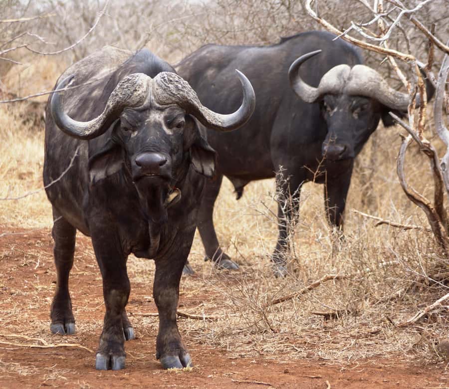 Kruger Park Safari from Maputo - Lunch with the Sabie River nearby