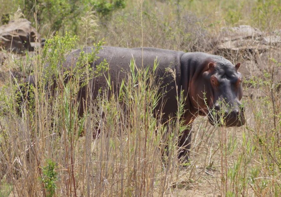 Kruger Park Safari from Maputo - Is $270 a fair price?