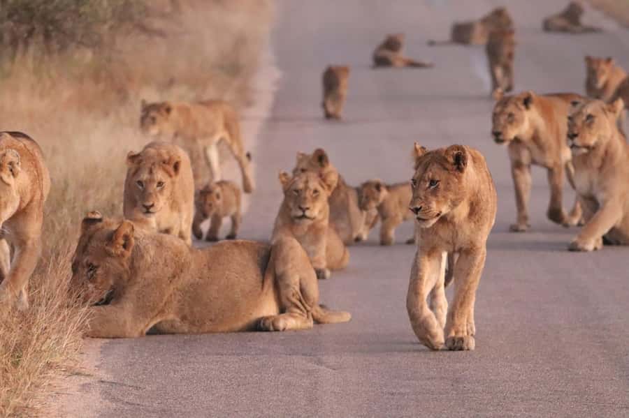 Kruger Park Safari from Maputo - The early pickup and border crossing
