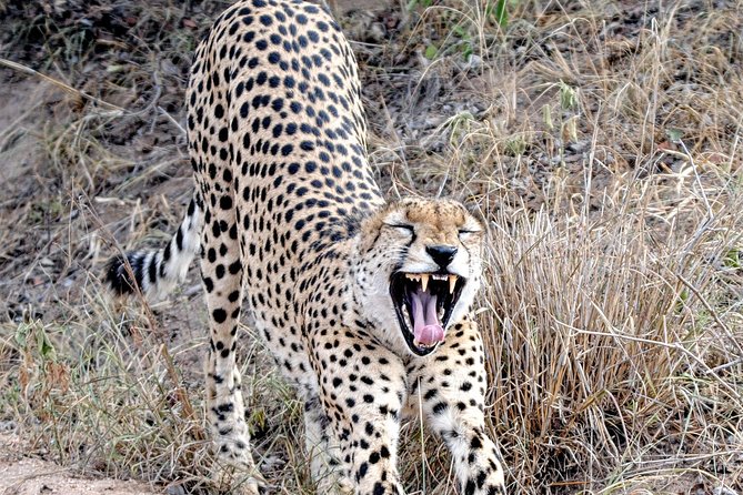 Kruger Park Safari: Guided Day Tour from Nelspruit - The ride from Nelspruit to Kruger
