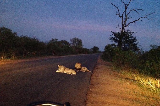Kruger Park Safari: Guided Day Tour from Nelspruit - Food, rest stops, and the small practical details