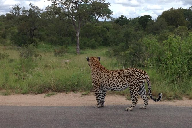 Kruger Park Safari: Guided Day Tour from Nelspruit - Who should book this day safari?