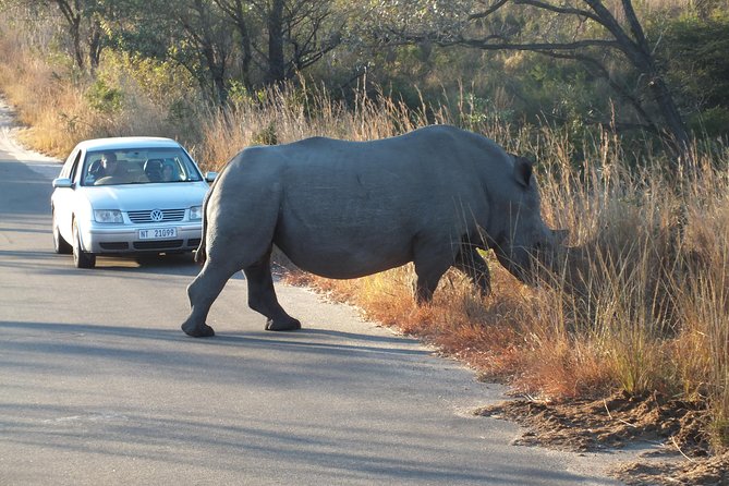 Kruger Park Safari: Guided Day Tour from Nelspruit - What to confirm before you pay