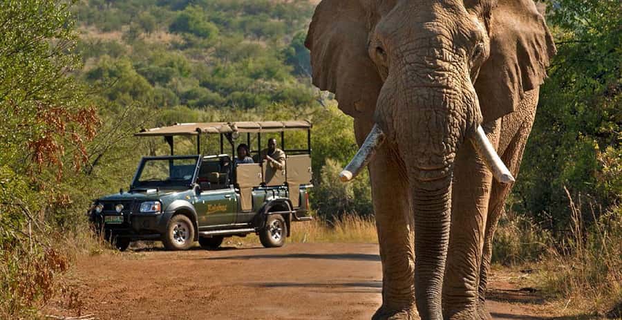 Kruger Park Scheduled Full day Safari Drive from Hoedspruit - Leaving Hoedspruit before sunrise