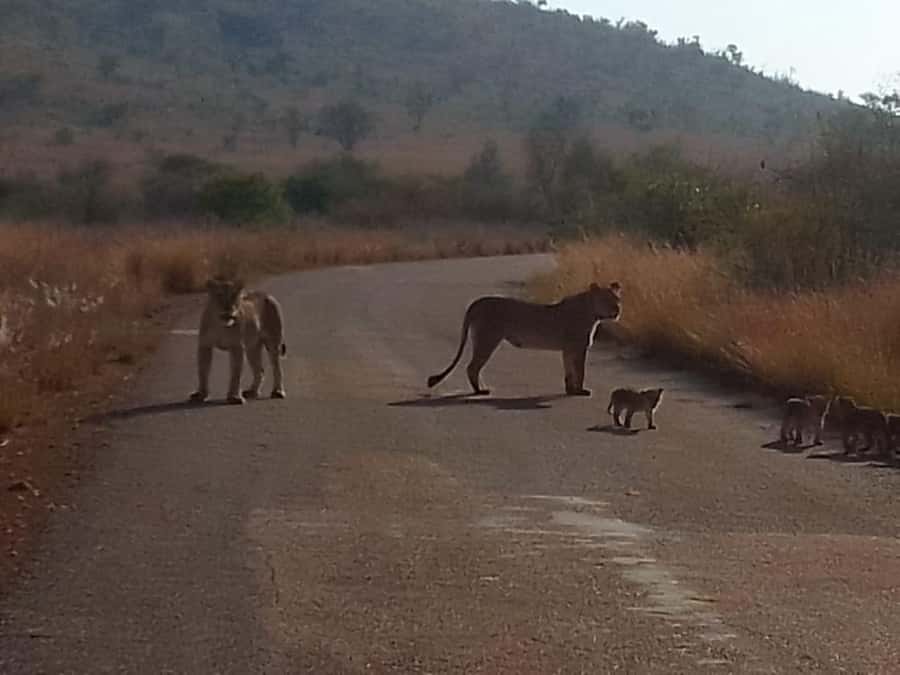 Lion park - Key points at a glance