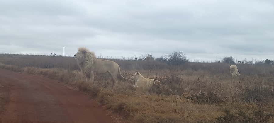 Lion park - Hartbeespoort adds a different kind of stop