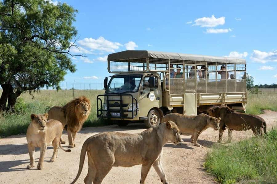 Lion Park Tour in Open Safari Vehicle - Leaving the city for Lion & Safari Park
