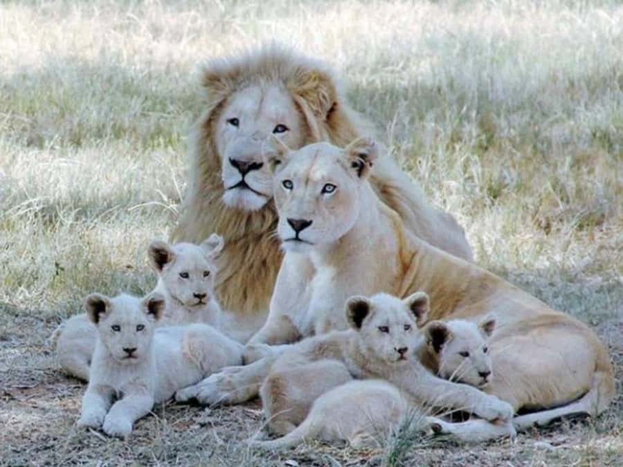 Lion Park Tour in Open Safari Vehicle - Lions, wild dogs, and cheetahs in one short visit