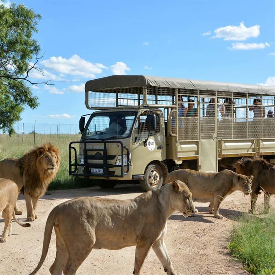 Lion Park Tour in Open Safari Vehicle - Is $118 per person good value?