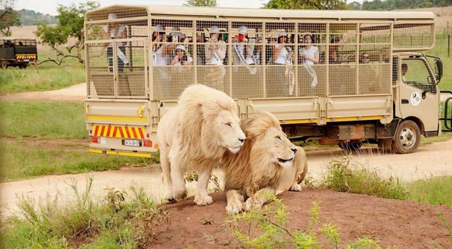 Lion Park Tour in Open Safari Vehicle - Who will enjoy this four-hour outing?
