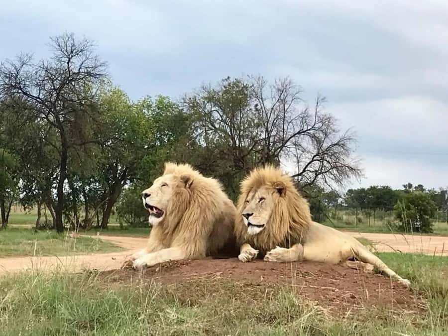 Lion Park Tour in Open Safari Vehicle - Weather, timing, and what to bring