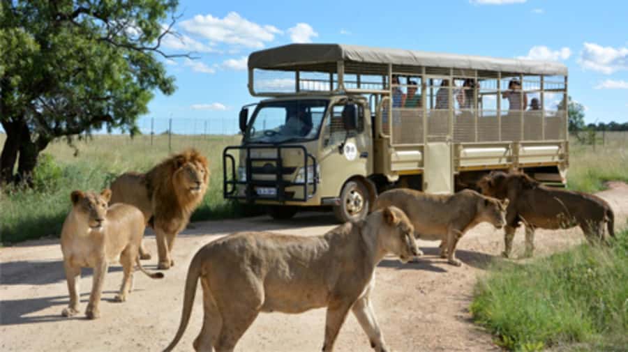 Lion Park Tour in Open Safari Vehicle - Booking details that matter