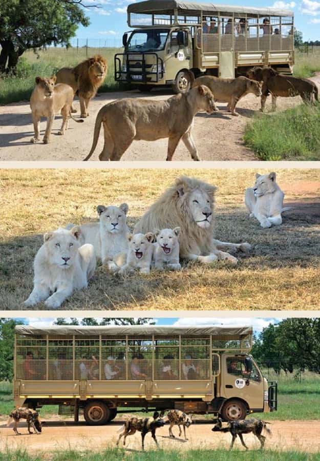 Lion Park Tour in Open Safari Vehicle - Should you book the Lion Park Tour?