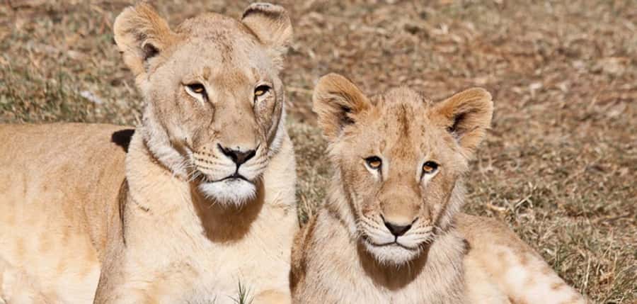Lion Park Tour in Open Safari Vehicle - The white lions and the park’s conservation purpose