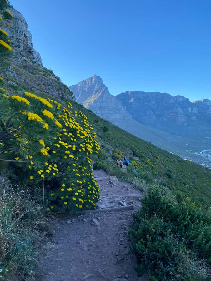 Lion's Head Hike: Cape Town - Sunrise or Sunset Hike - Sunrise or sunset: which should you choose?