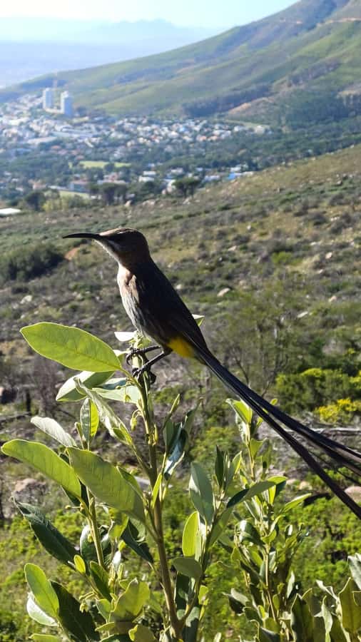 Lion's Head: Hike with a registered hiking guide - Reaching the summit before the city wakes