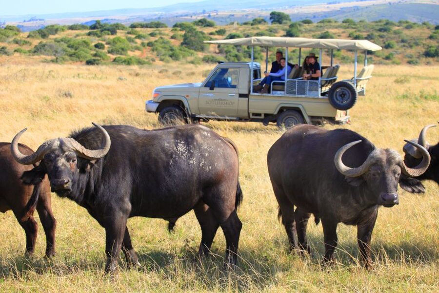 Little Brak River: Botlierskop Guided Game Drive - Key points at a glance
