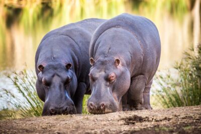 Little Brak River: Botlierskop Guided Game Drive