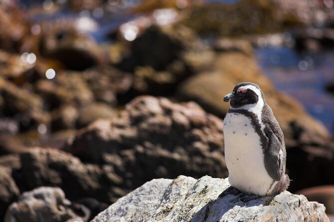 Luxury 2-Day In & Out Garden Route Safari Tour - A big South African circuit compressed into two days