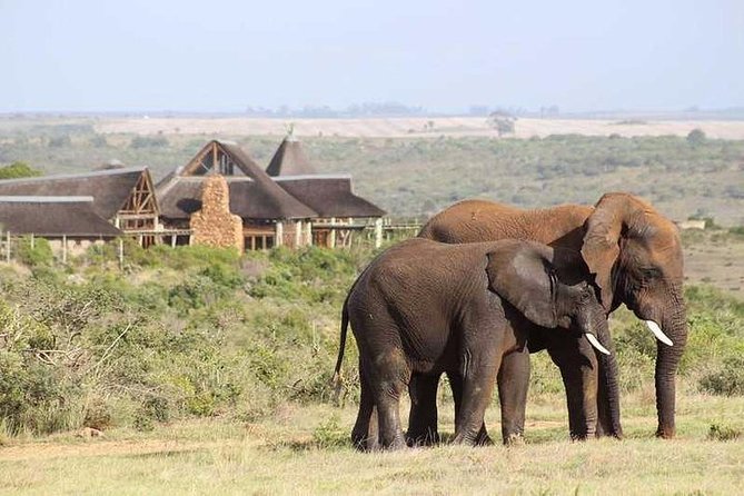 Luxury 2-Day In & Out Garden Route Safari Tour - The elephant experience adds a close encounter