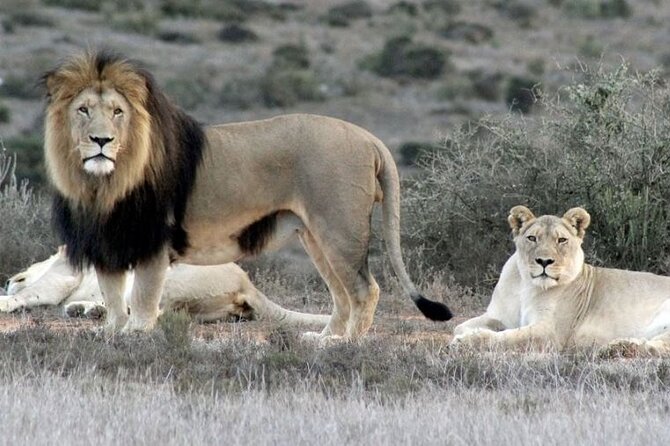Luxury 2-Day In & Out Garden Route Safari Tour - What the private transport really buys you