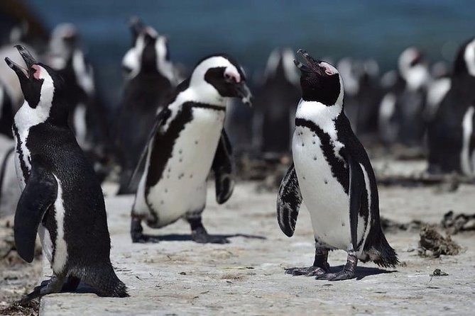 Luxury 2-Day In & Out Garden Route Safari Tour - Meals and daily costs need a little planning