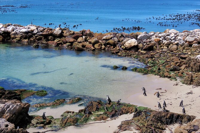 Luxury 2-Day In & Out Garden Route Safari Tour - Hermanus offers a short coastal pause