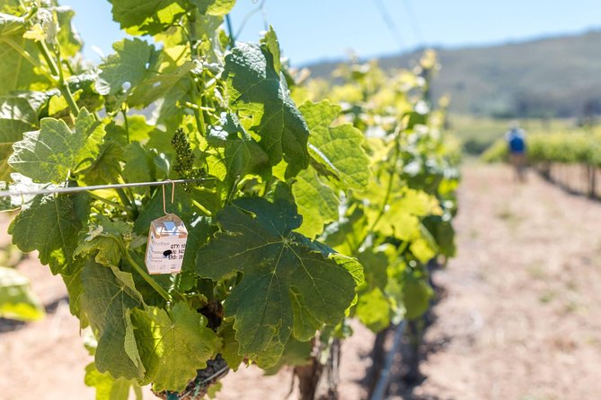 Luxury Wine Tour with Lunch - Why this tour works for a first Winelands day