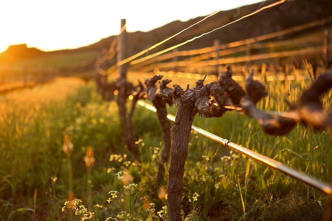 Luxury Wine Tour with Lunch - Stellenbosch finishes with wine, food, and mountain views