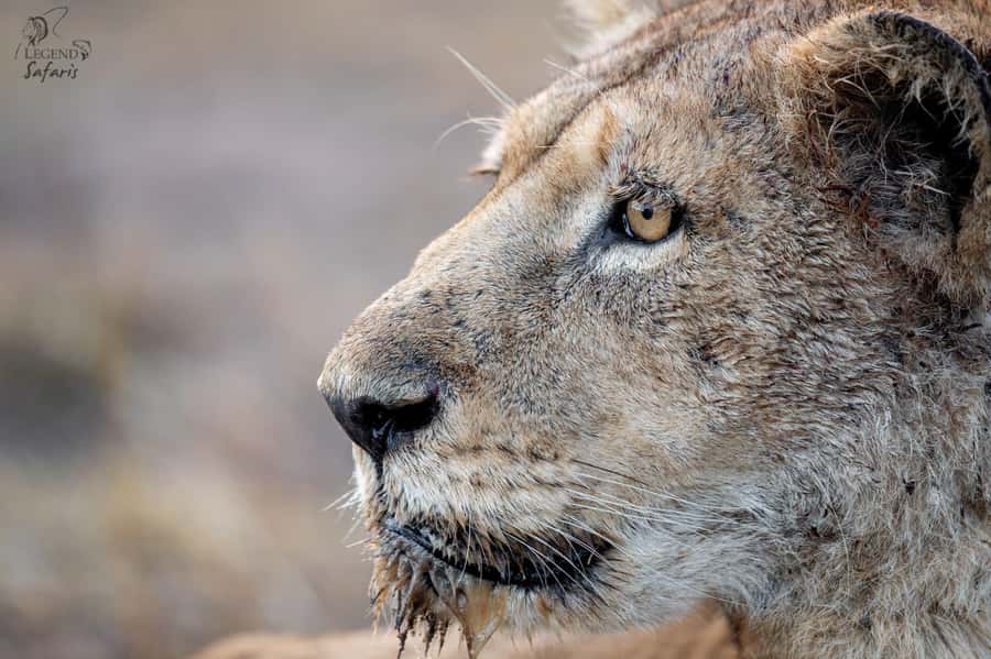 Malelane & Komatipoort: Kruger National Park Half-Day Safari - Key points to know before booking