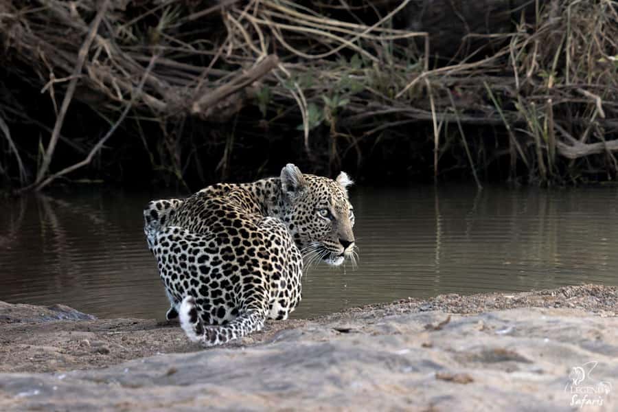 Malelane & Komatipoort: Kruger National Park Half-Day Safari - Six hours of searching from an open safari vehicle