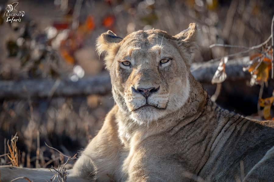 Malelane & Komatipoort: Kruger National Park Half-Day Safari - Breakfast and picnic stops during the drive