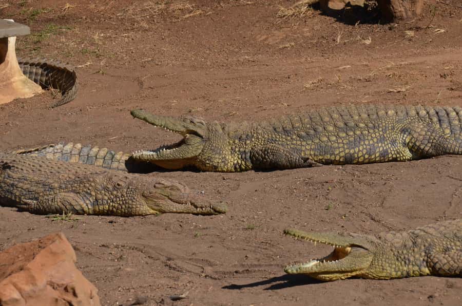 Mandela Capture Site Howick Falls & PheZulu Village Day Trip - Crocodiles and snakes at the Reptile Park