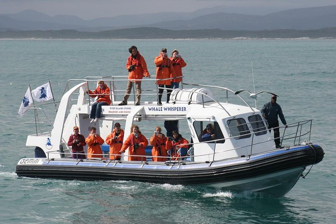 Marine Big 5 Safari full day trip from Cape Town - The real appeal: five marine animals in one day
