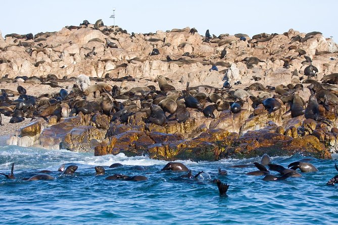 Marine Big 5 Safari full day trip from Cape Town - Coffee, a muffin, and the Gansbaai launch