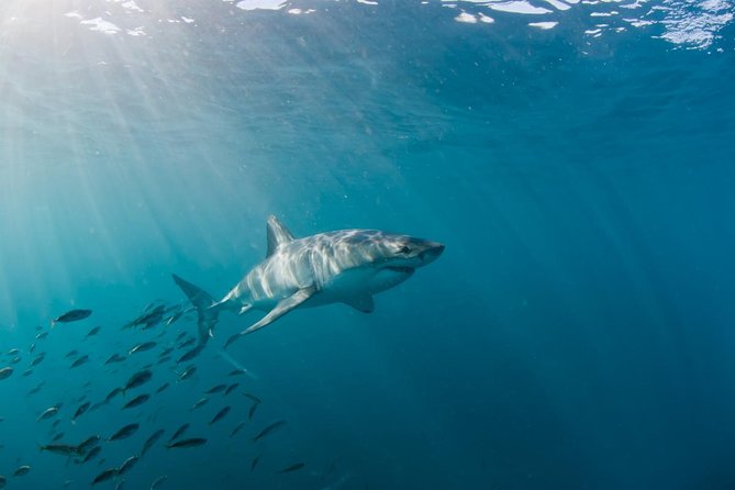 Marine Big 5 Safari full day trip from Cape Town - Shark Alley without false promises