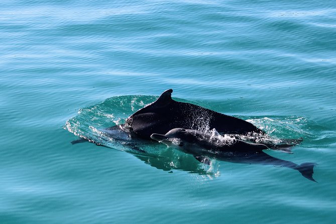 Marine Big 5 Safari: Self-Drive - The African Penguin and Seabird Sanctuary