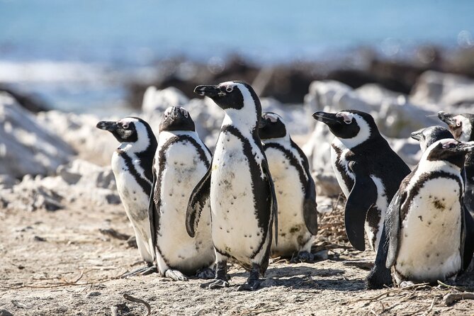 Marine Big 5 Safari: Self-Drive - Who should book this sea safari?
