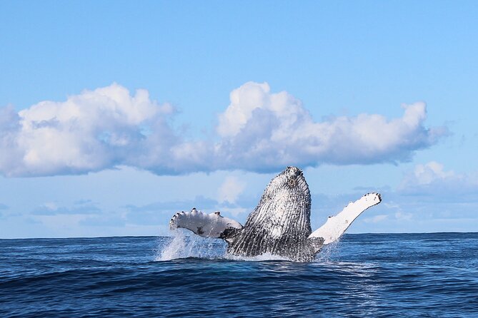 Marine Big 5 Safari with transport from Hermanus - Why Dyer Island makes this more than a whale cruise