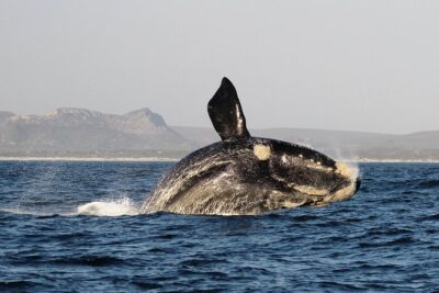 Marine Big 5 Safari with transport from Hermanus