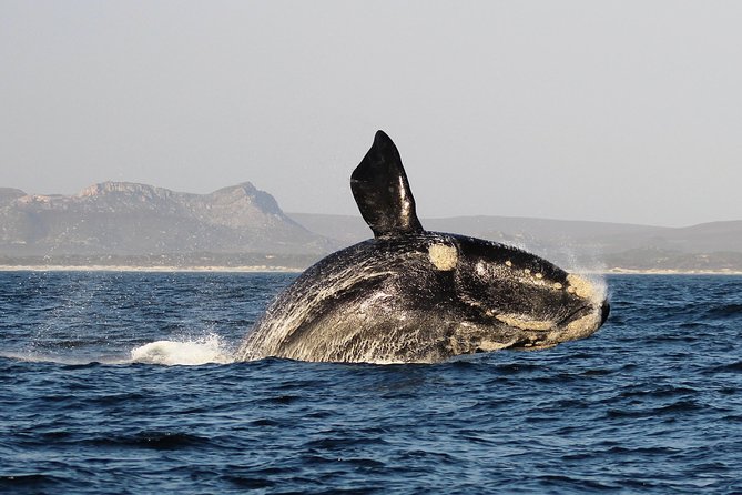 Marine Big 5 Safari with transport from Hermanus - From Hermanus to the Gansbaai harbor