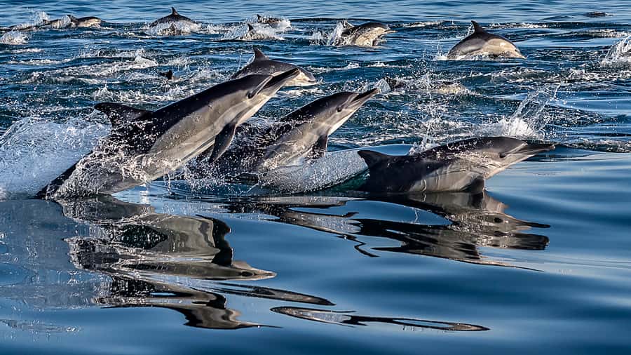 Marine Eco Cruise and Half-Day Wine Route with Tastings - Two Cape Town experiences packed into six hours