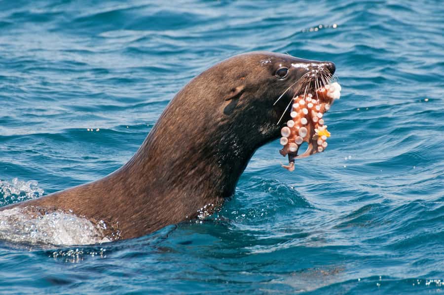 Marine Eco Cruise and Half-Day Wine Route with Tastings - Table Bay by boat: the strongest part of the day