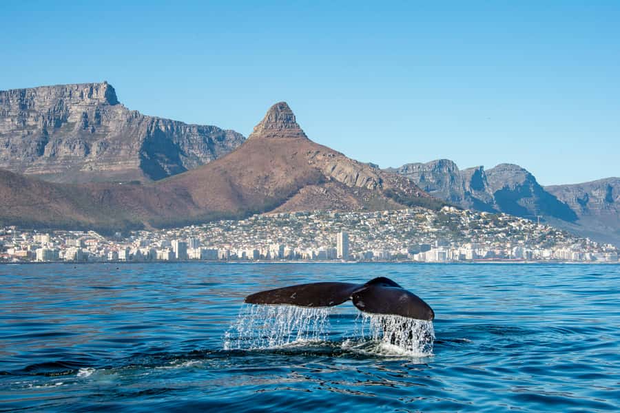 Marine Eco Cruise and Half-Day Wine Route with Tastings - A practical Waterfront lunch stop