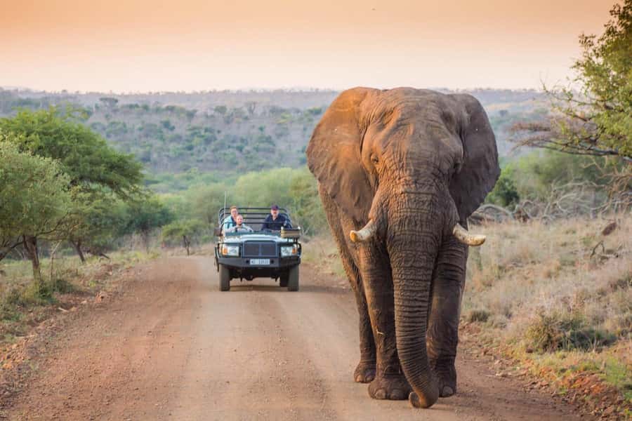 Marloth Park: Bush Braai Dinner & Game Drive in Kruger Park - From Marloth Park to Kruger’s evening light
