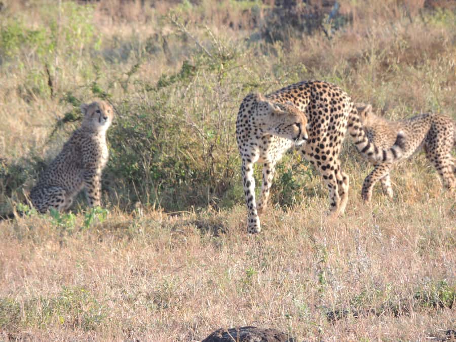 Marloth Park: Kruger National Park Safari Game Drives - At a glance